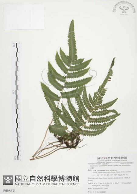 毛蕨藏品圖，第1張