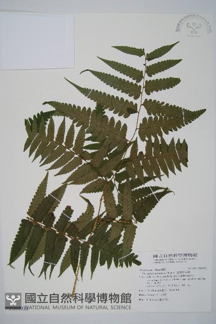 臺灣雙蓋蕨藏品圖，第1張