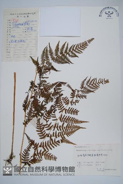 大金星蕨藏品圖，第1張