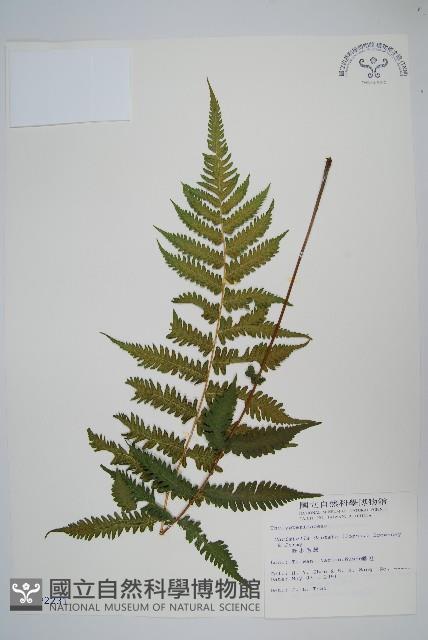 野小毛蕨藏品圖，第1張