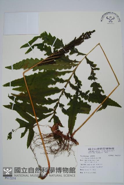 球子蕨藏品圖，第1張