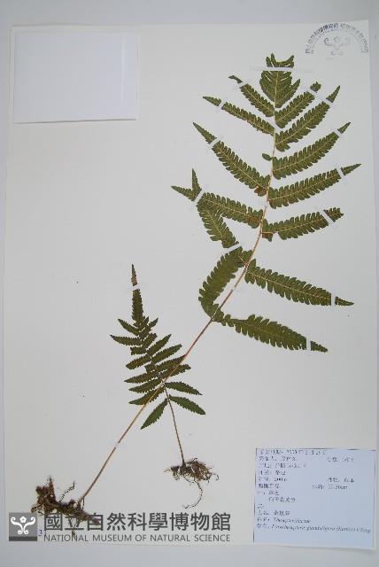 密腺副金星蕨藏品圖，第1張