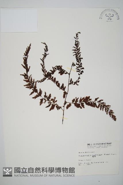 瓶蕨藏品圖，第1張