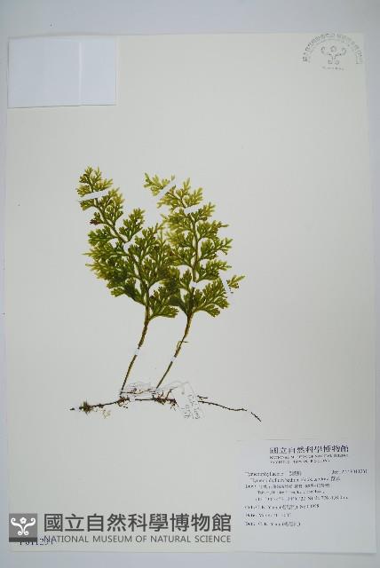 蕗蕨藏品圖，第1張