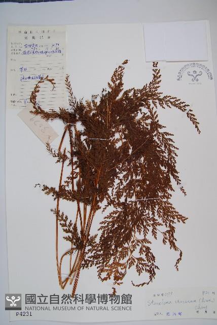 烏蕨藏品圖，第1張