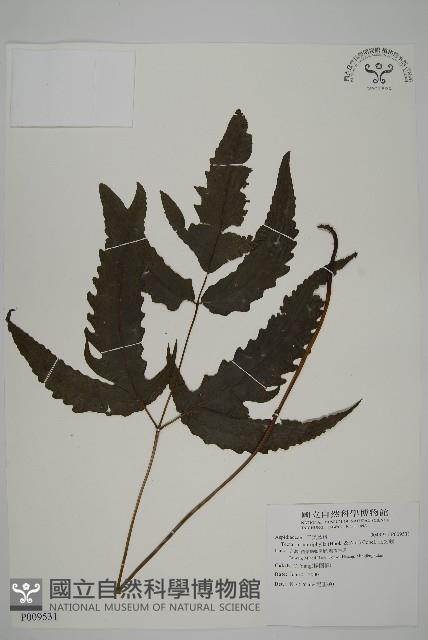 三叉蕨藏品圖，第1張