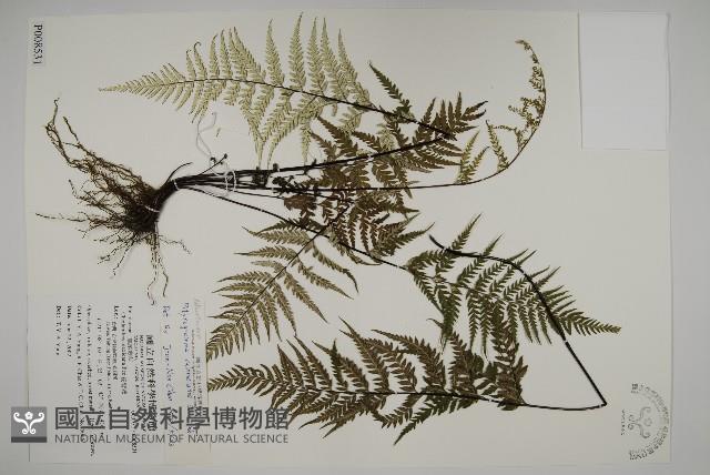 粉葉蕨藏品圖，第1張