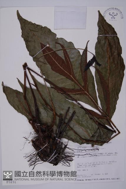 沙皮蕨藏品圖，第1張