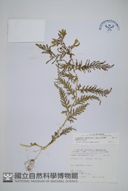 全緣卷柏藏品圖，第1張