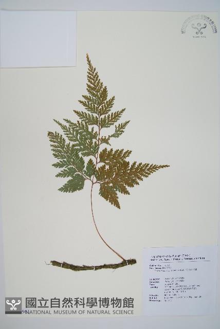 海州骨碎補藏品圖，第1張