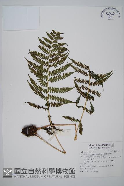 對生蹄蓋蕨藏品圖，第1張