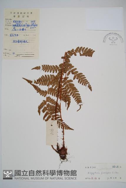 黑足鱗毛蕨藏品圖，第1張