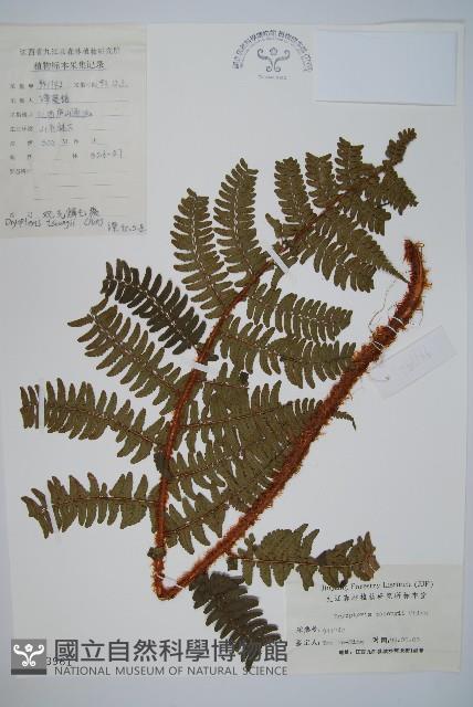 Accession Number:P003961 Collection Image, Figure 1, Total 2 Figures