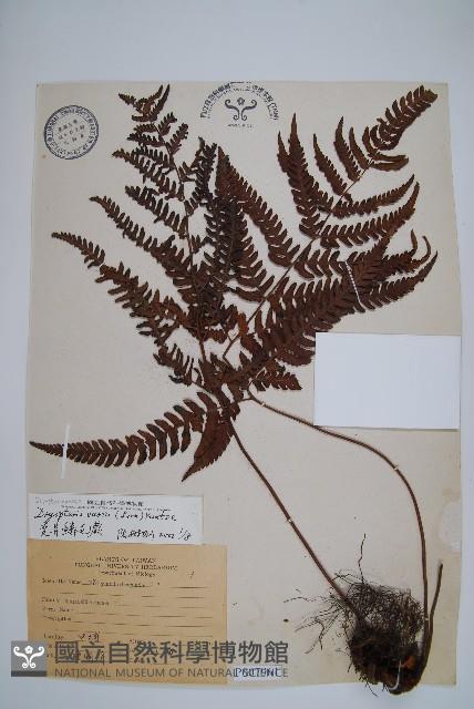 南海鱗毛蕨藏品圖，第1張