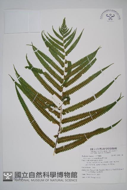 稀毛蕨藏品圖，第1張