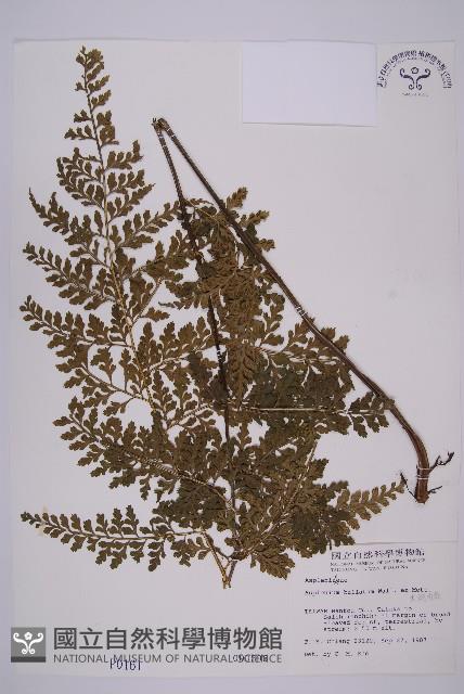 大鐵角蕨藏品圖，第1張