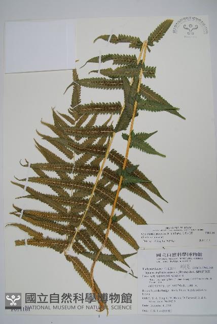 大葉毛蕨藏品圖，第1張