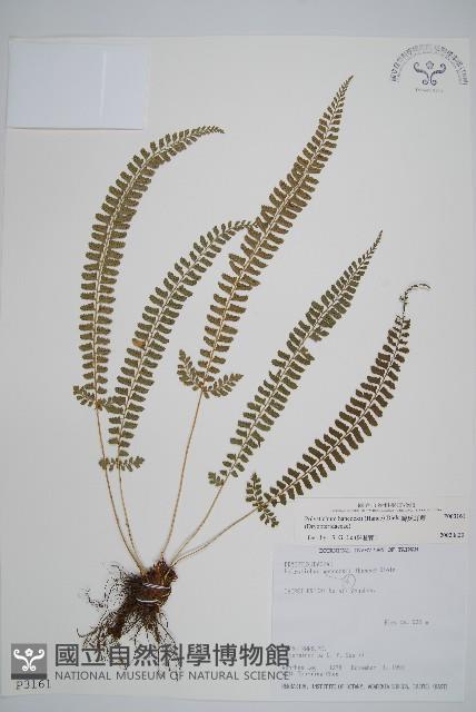 韓氏耳蕨藏品圖，第1張