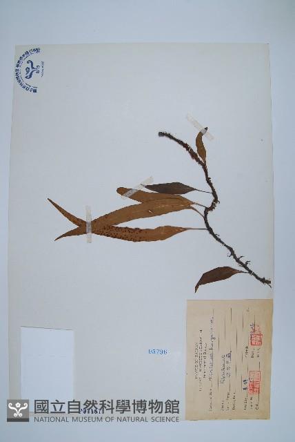 波氏星蕨藏品圖，第1張