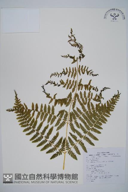 姬蕨藏品圖，第1張