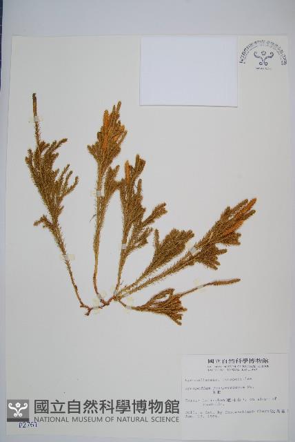 玉柏藏品圖，第1張