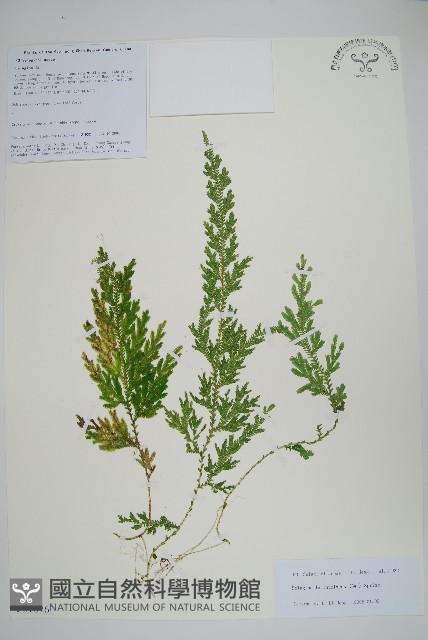 密葉卷柏藏品圖，第1張