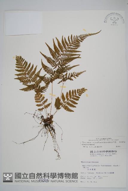 粗毛金星蕨藏品圖，第1張