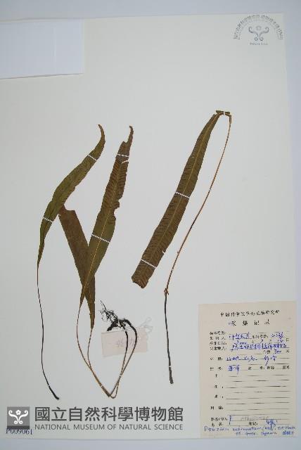 單葉雙蓋蕨藏品圖，第1張