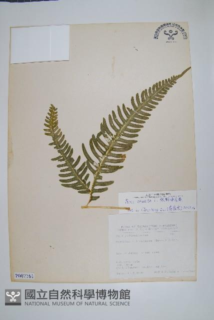 弧脈鳳尾蕨藏品圖，第1張
