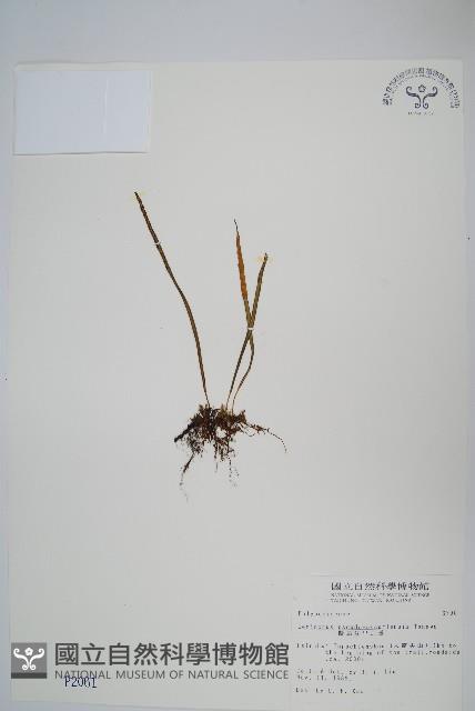 擬芨瓦葦藏品圖，第1張