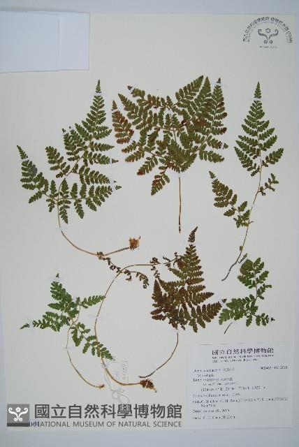 登錄號:P012061藏品圖，第1張