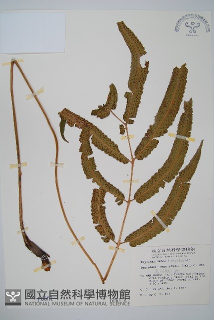 大頂羽鱗毛蕨藏品圖，第1張