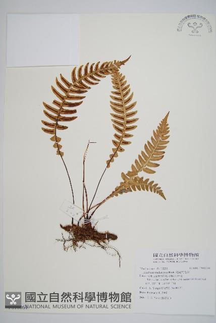 雉尾烏毛蕨藏品圖，第1張