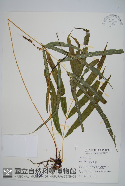 大葉鳳尾蕨藏品圖，第1張