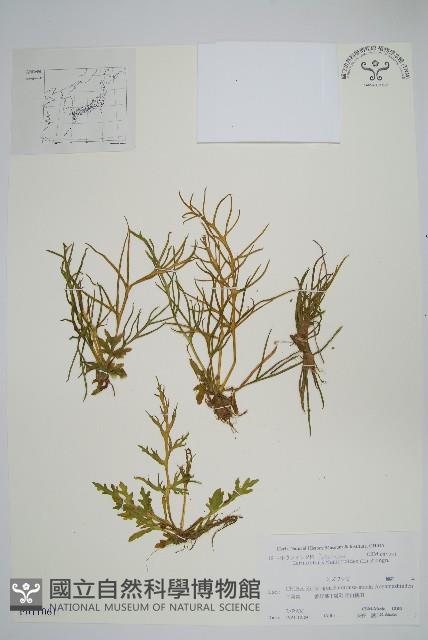 水蕨藏品圖，第1張