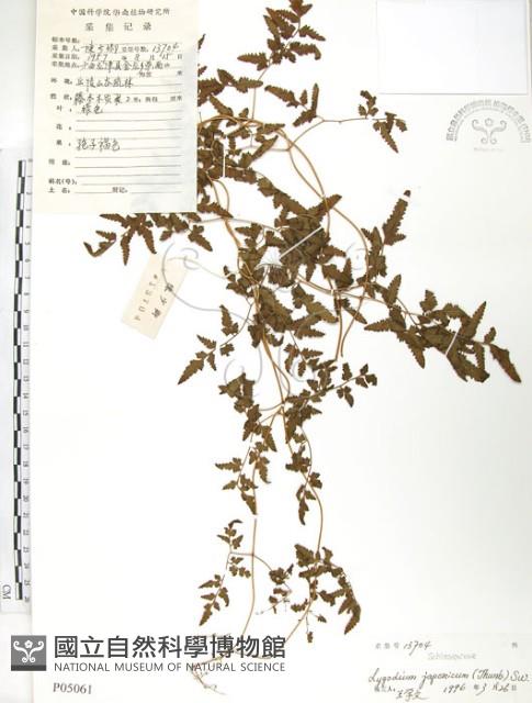 海金沙藏品圖，第1張