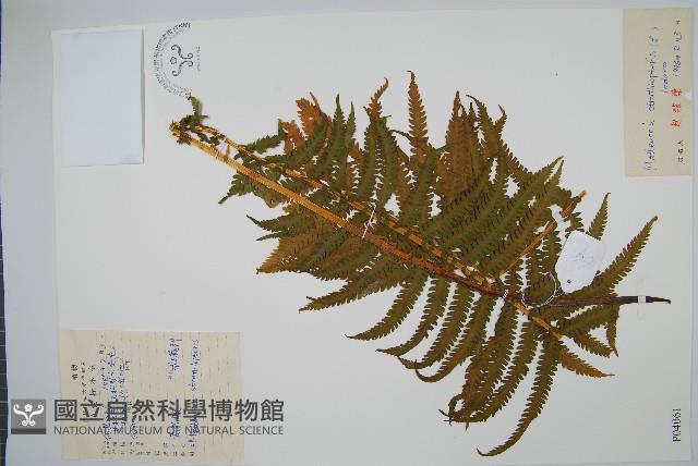 莢果蕨藏品圖，第1張