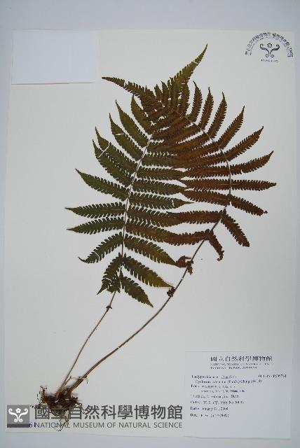 野毛蕨藏品圖，第1張