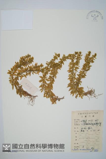 千層塔藏品圖，第1張