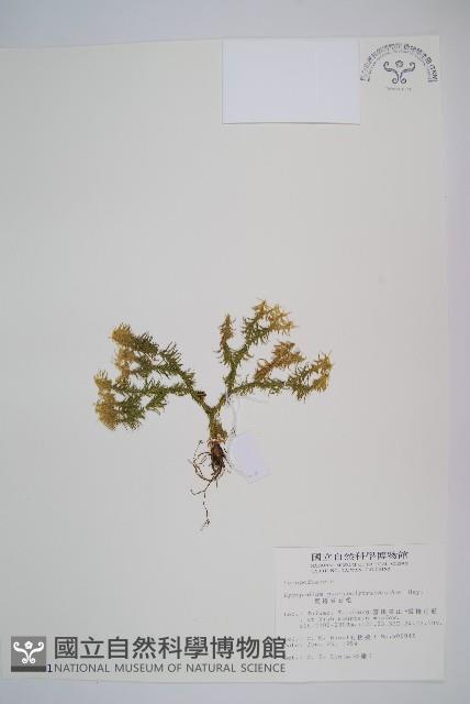 反捲葉石松藏品圖，第1張