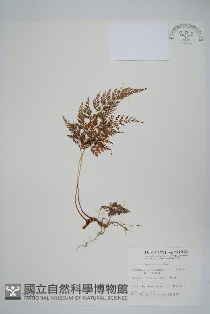 高山金粉蕨藏品圖，第1張