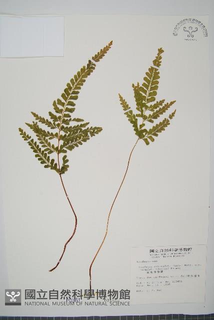 海島陵齒蕨藏品圖，第1張