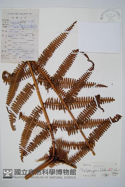 逆羽裡白藏品圖，第1張