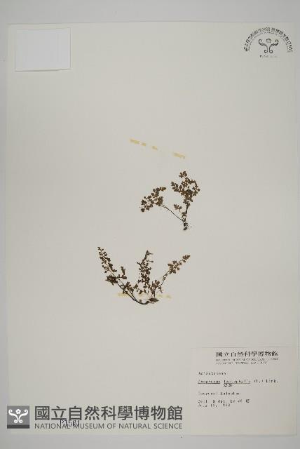 翠蕨藏品圖，第1張