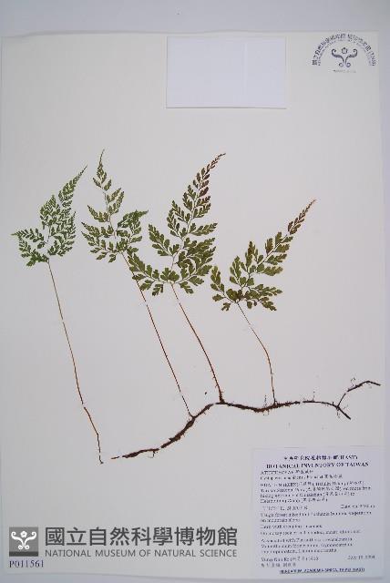 寬葉冷蕨藏品圖，第1張