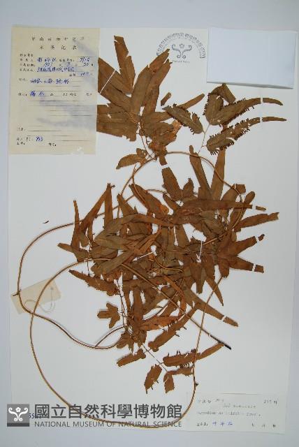 柳葉海金沙藏品圖，第1張