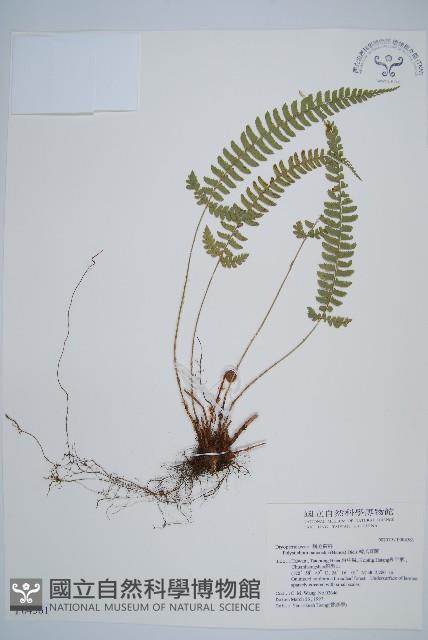 Accession Number:P004561 Collection Image