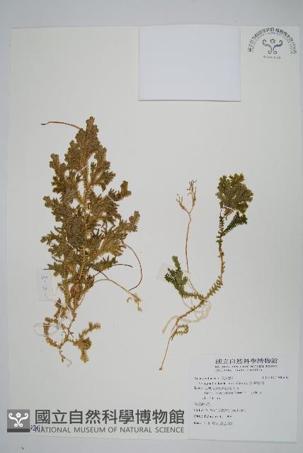 生根卷柏藏品圖，第1張