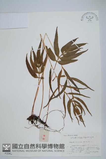 橢圓線蕨藏品圖，第1張