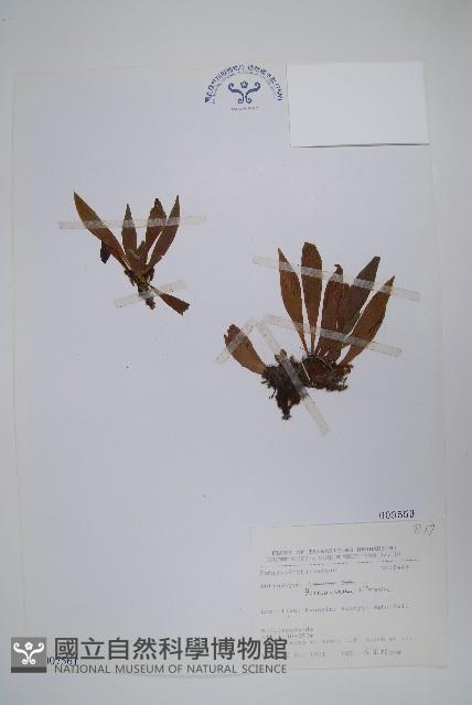 臺灣車前蕨藏品圖，第1張